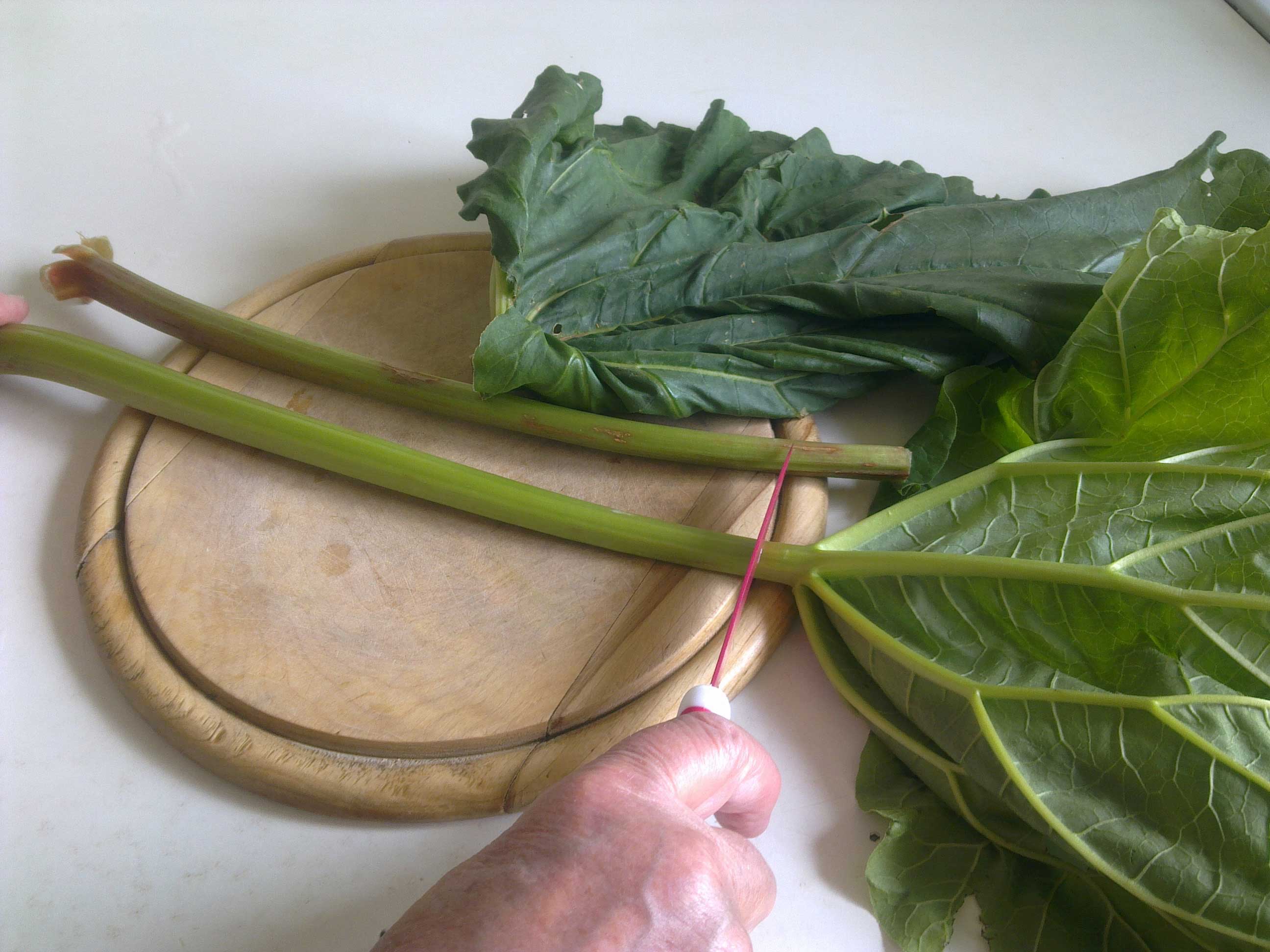 Что приготовить из листьев ревеня рецепты с фото простые и вкусные